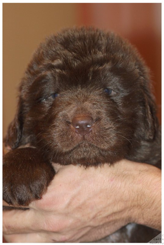 Фото: ньюфаундленд Браунблад МСК Сайлас Соул Дрим