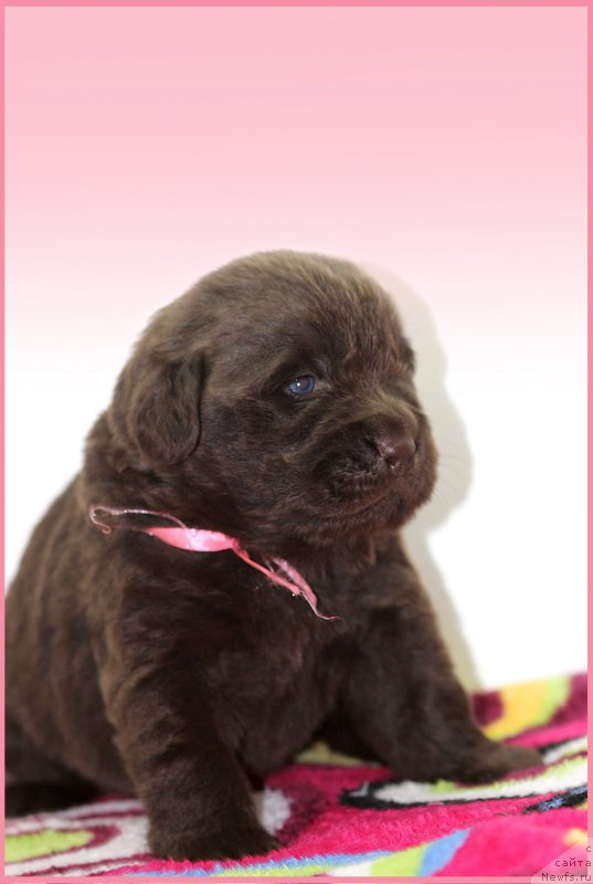 Фото: ньюфаундленд Браунблад МСК Севара Рейн