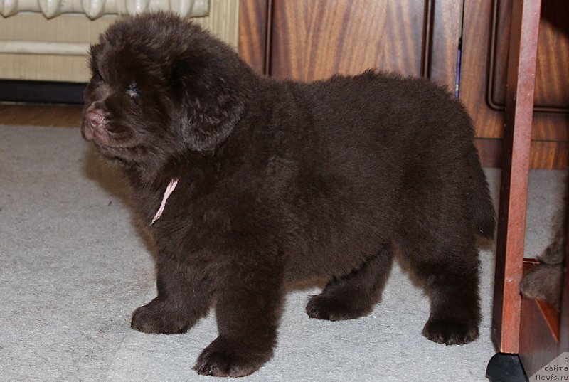 Фотография № 199287