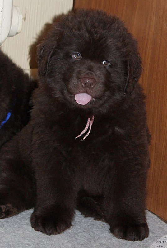 Фото: ньюфаундленд Браунблад МСК Севара Рейн