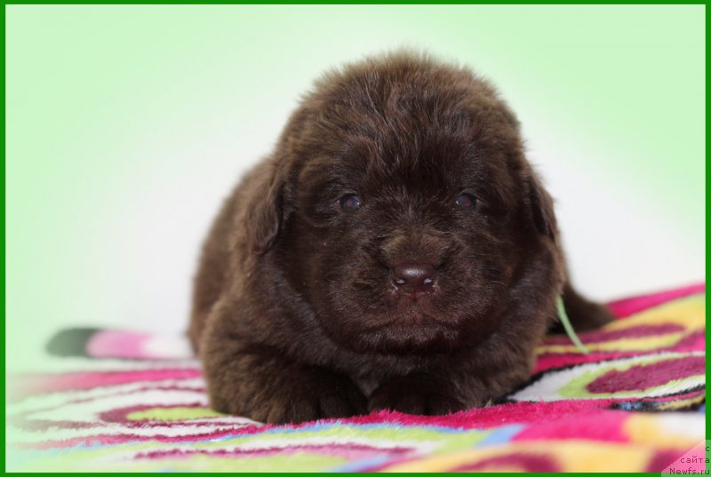 Фото: ньюфаундленд Браунблад МСК Сидни Свитин Санлайт