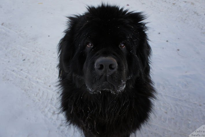 Фото: ньюфаундленд Честолюбивая Чик с Берега Дона (Chistolybivaya Chic s Berega Dona)