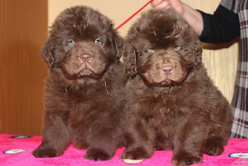 Фото: ньюфаундленд Браунблад МСК Сидни Свитин Санлайт, ньюфаундленд Браунблад МСК Сайлас Соул Дрим