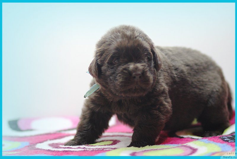 Фото: ньюфаундленд Браунблад МСК Стелла Софи