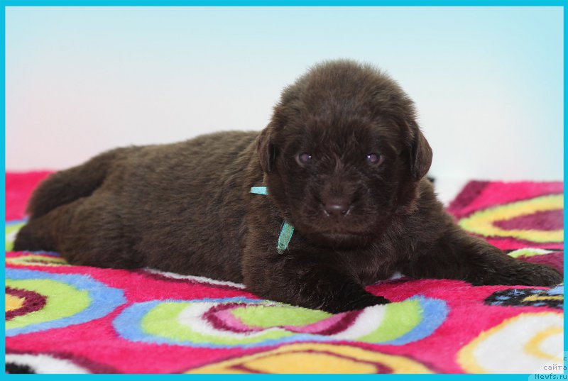 Фото: ньюфаундленд Браунблад МСК Стелла Софи