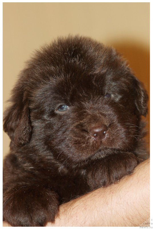 Фото: ньюфаундленд Браунблад МСК Стелла Софи