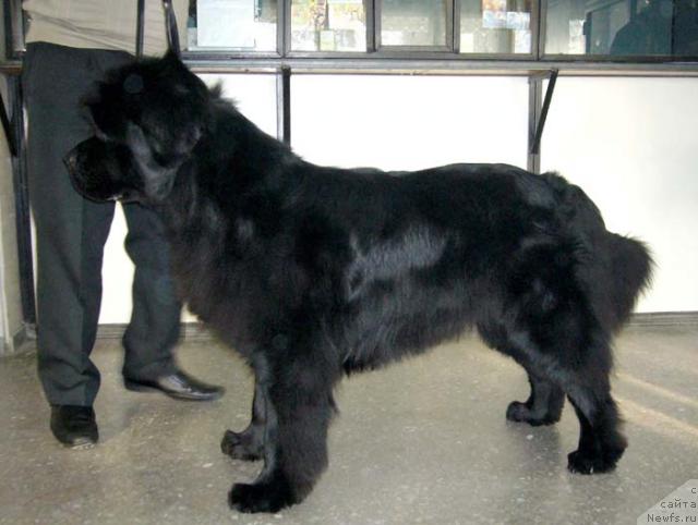 Фото: ньюфаундленд Черномор из Медвежьего Яра (Chernomor  iz Medvejyego Yara)