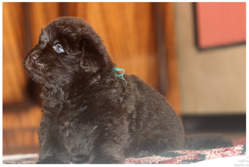 Фото: ньюфаундленд Браунблад МСК Стелла Софи