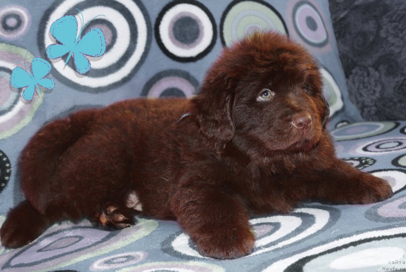 Фото: ньюфаундленд Браунблад МСК Стелла Софи