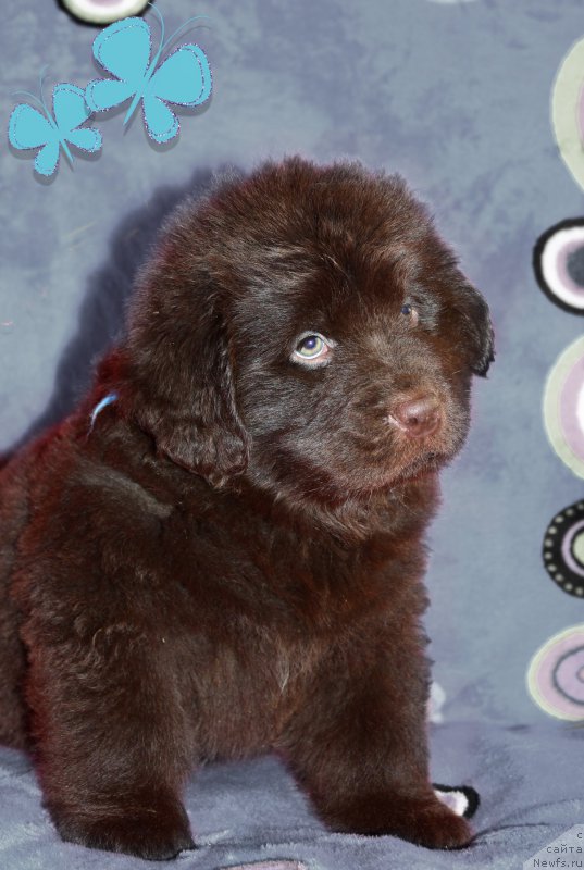 Фото: ньюфаундленд Браунблад МСК Стелла Софи