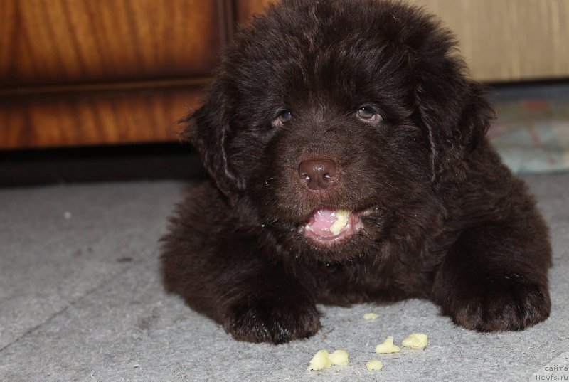 Фото: ньюфаундленд Браунблад МСК Стелла Софи