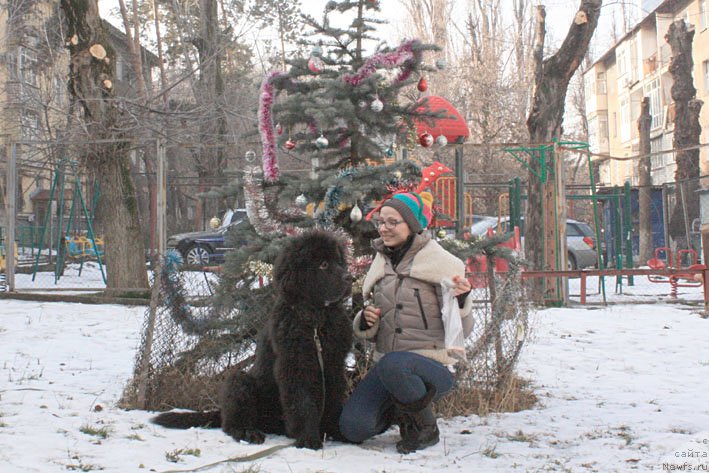 Фото: ньюфаундленд Жюстин с Берега Дона (Zhustin s Berega Dona), Анна Мартынова
