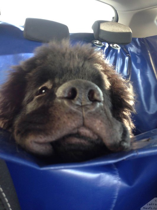 Фотография № 199323