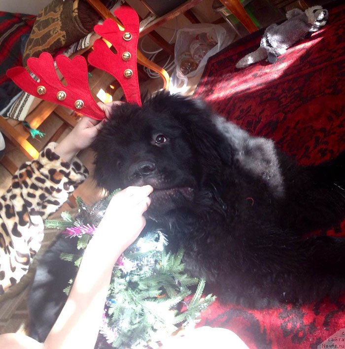 Фотография № 199325