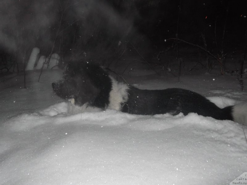 Фото: ньюфаундленд Гордон Инг'л Перикльз фром Рашн Беар