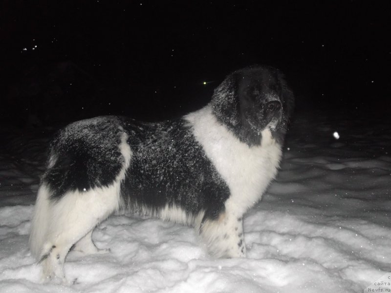 Фото: Наталья Якимова, ньюфаундленд Гордон Инг'л Перикльз фром Рашн Беар