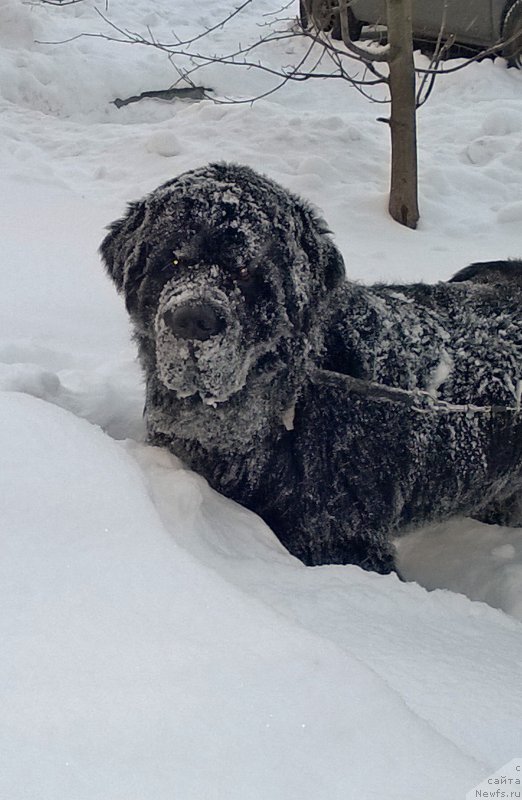 Фото: ньюфаундленд Бегущая по Волнам Чарт Топпер (Beguschaya po Volnam Сhart Topper)