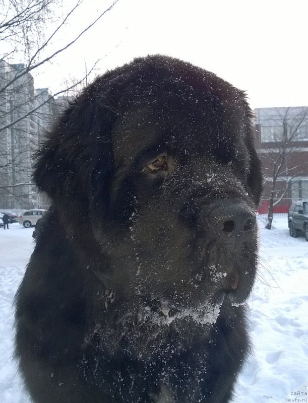 Фото: ньюфаундленд Бегущая по Волнам Чарт Топпер (Beguschaya po Volnam Сhart Topper)