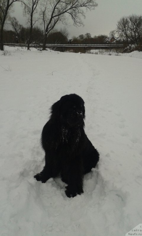 Фото: ньюфаундленд Максимилиан Наследный Принц