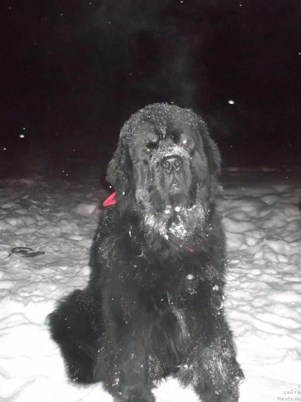 Фото: ньюфаундленд Фиаметтахауз Нусакан