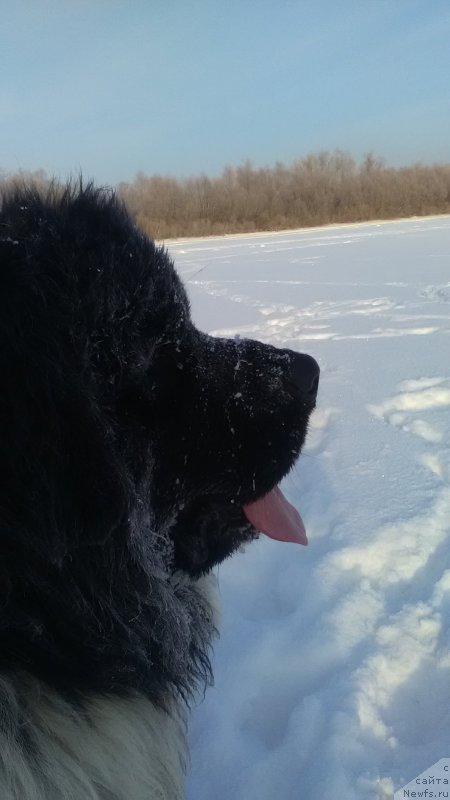 Фото: ньюфаундленд Варгас Де Ла Масса Армандо (Vargas de la Massa Armando)