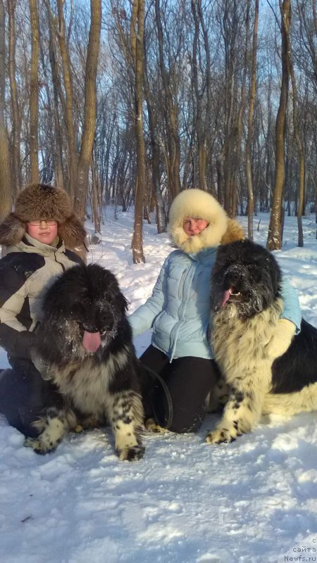 Фото: ньюфаундленд Еверия от Сибирского Медведя, Варгас.