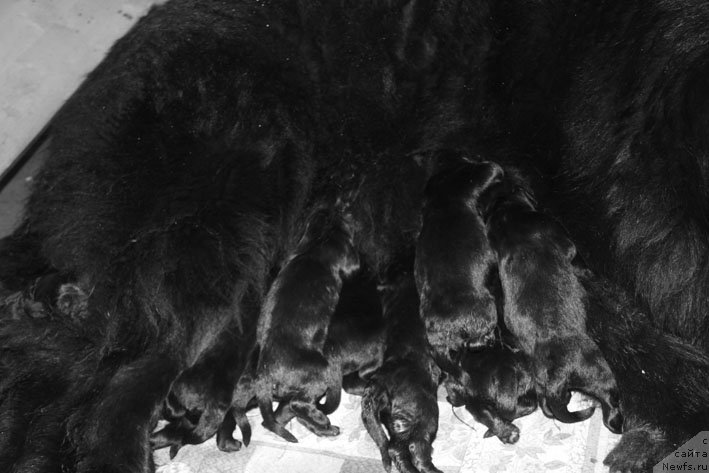 Фотография № 199354