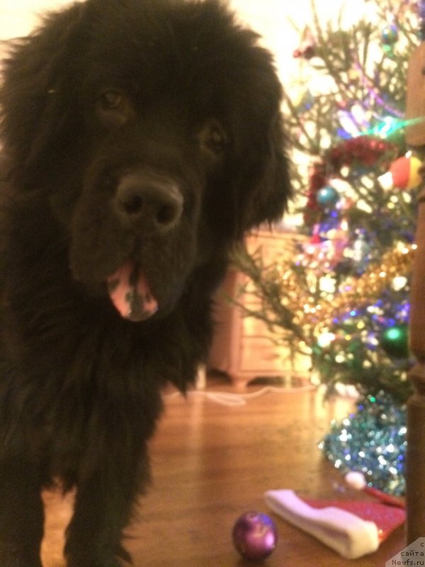 Фото: ньюфаундленд Черный Балу Ерофей