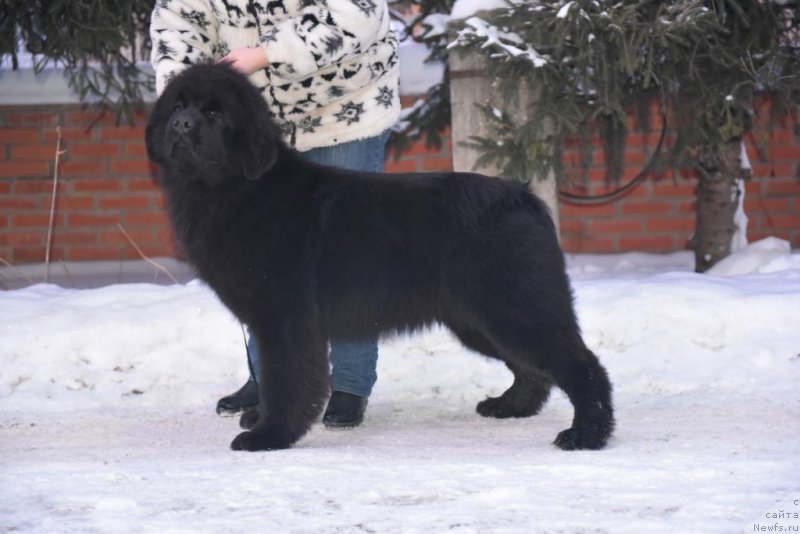 Фото: ньюфаундленд Смигар Юнгфрау Юлиана (Smigar Yungfrau Yuliana)