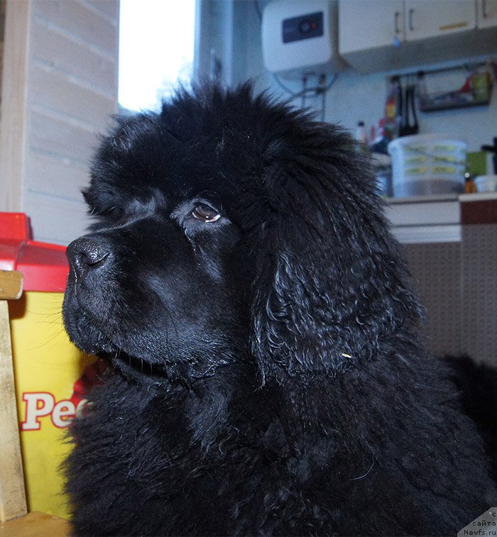 Фото: ньюфаундленд Супер Бизон Осень