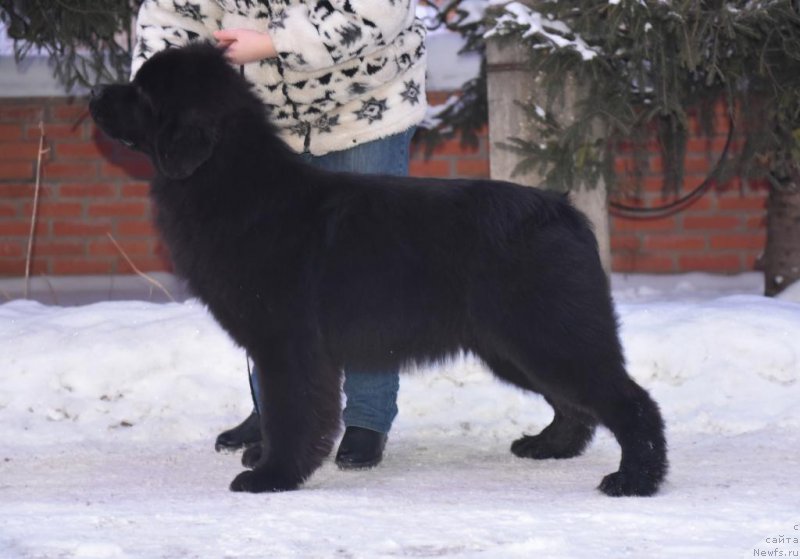 Фотография № 199369