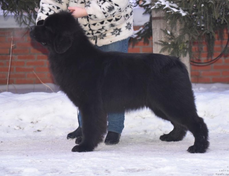 Фото: ньюфаундленд Смигар Юнгфрау Юлиана (Smigar Yungfrau Yuliana)