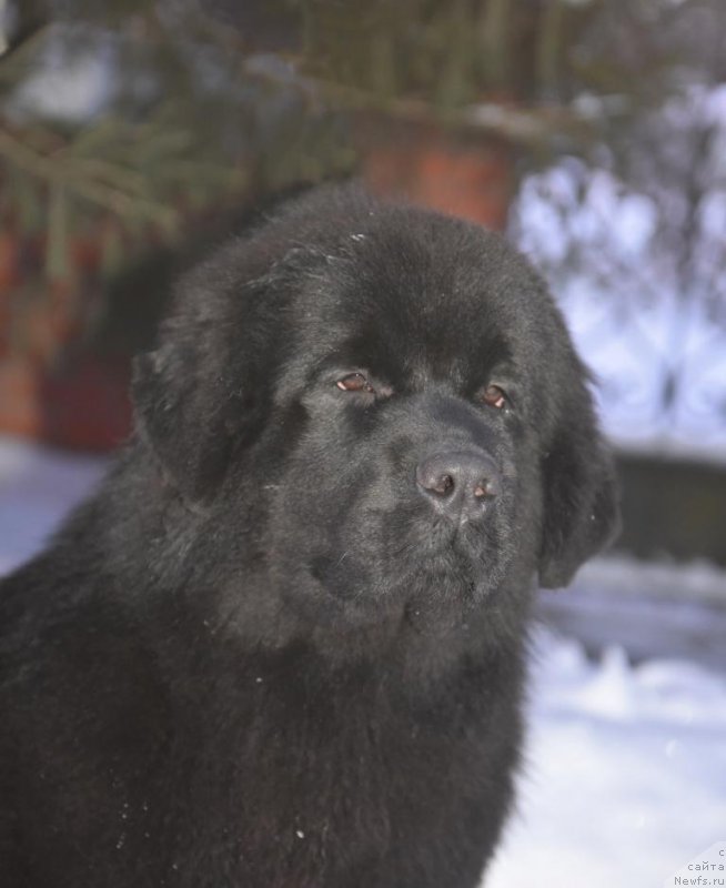 Фото: ньюфаундленд Смигар Юнгфрау Юлиана (Smigar Yungfrau Yuliana)