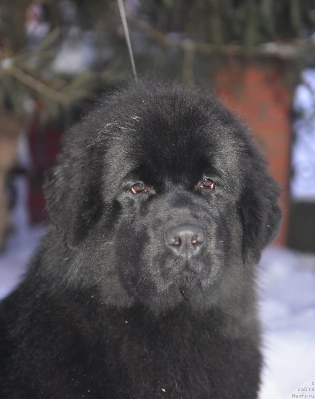 Фотография № 199376