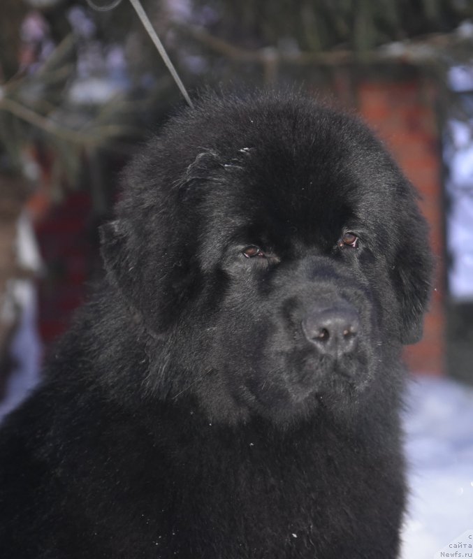 Фотография № 199377