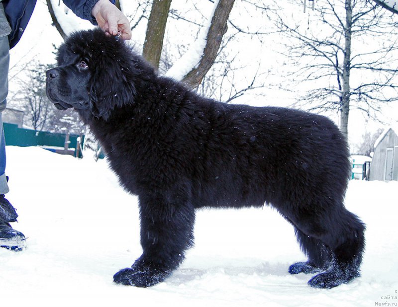 Фотография № 199379