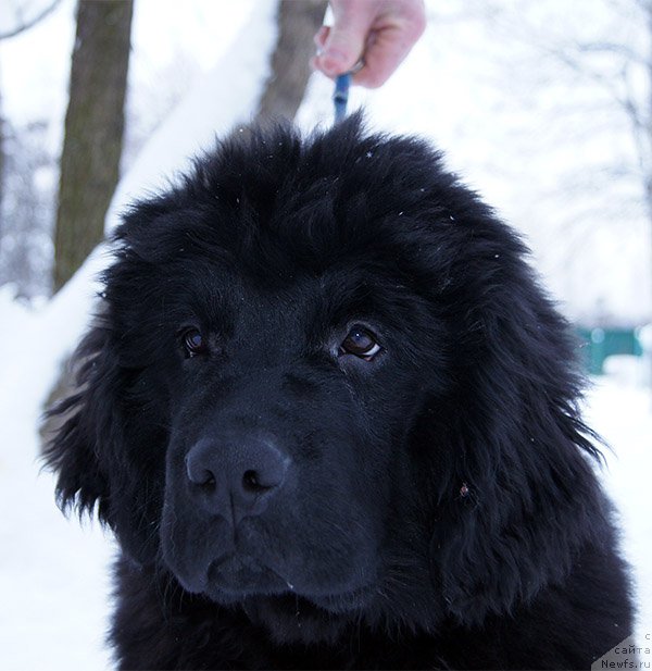 Фотография № 199382