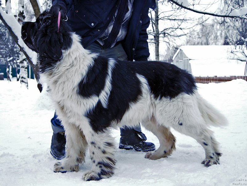 Фотография № 199383