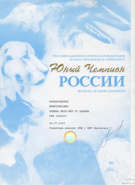 Фото: ньюфаундленд Ундина Белл-Айл от Цацибы (Undina Bell-Ail ot Tsatsyby)