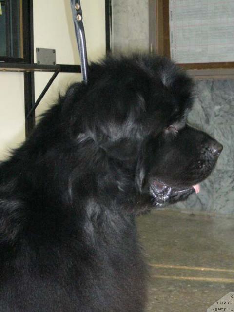 Фото: ньюфаундленд Черномор из Медвежьего Яра (Chernomor  iz Medvejyego Yara)