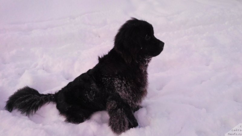 Фото: ньюфаундленд Белкондер-Клаб Ямайка Блю Маунтин (Belkonder-Club Jamaica Blue Mountin)