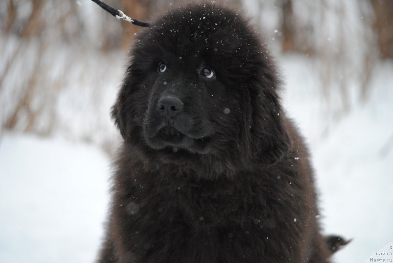 Фото: ньюфаундленд Моя Стихия Лизард