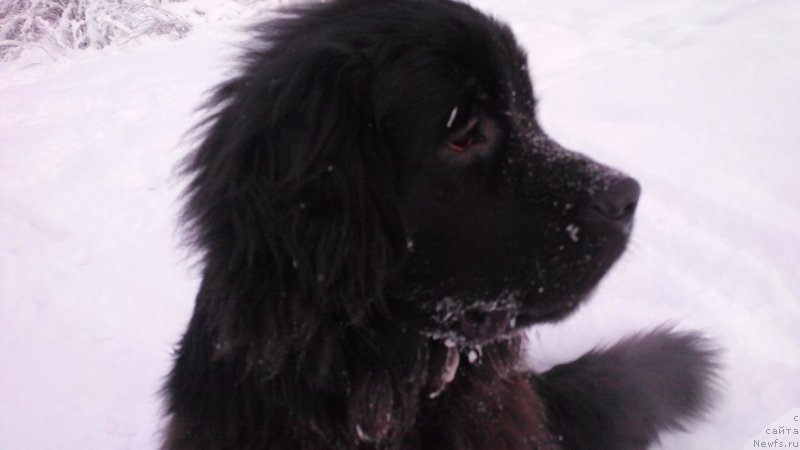 Фото: ньюфаундленд Белкондер-Клаб Ямайка Блю Маунтин (Belkonder-Club Jamaica Blue Mountin)