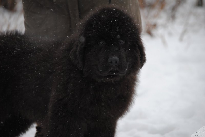 Фото: ньюфаундленд Моя Стихия Лизард