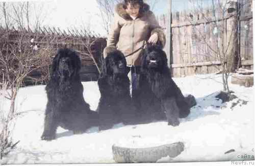 Фото: ньюфаундленд Midnight Lady's Double Trouble, ньюфаундленд Aarnikarhun Kovaldina, ньюфаундленд Bombastik from Bomberland