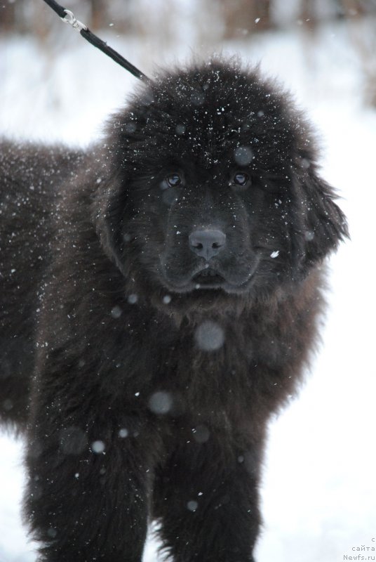 Фото: ньюфаундленд Моя Стихия Лизард