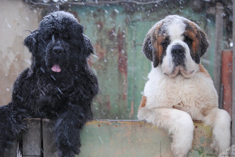 Фотография № 199414