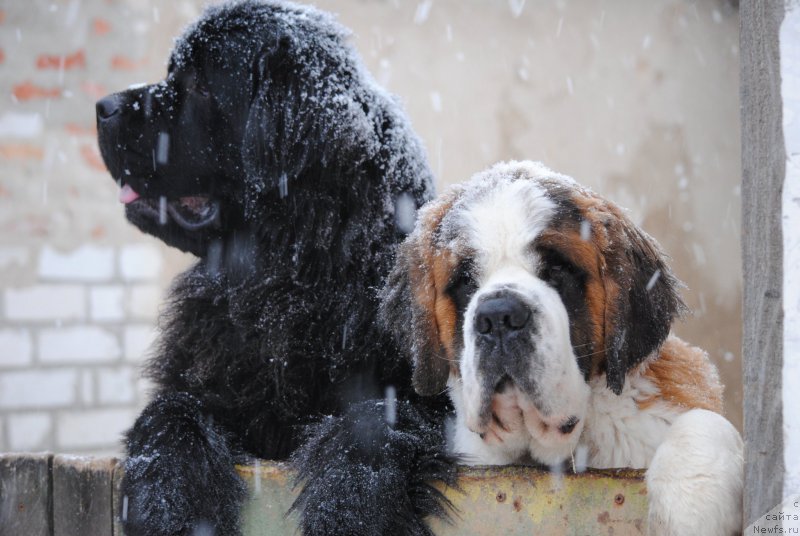 Фото: ньюфаундленд Хариетта Ембодимент оф а Греат Претендер (Harrieta Embodiment of a Great Pretender)