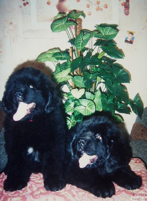 Фото: ньюфаундленд Бекингем, ньюфаундленд Большая Удача для Ньюфорт