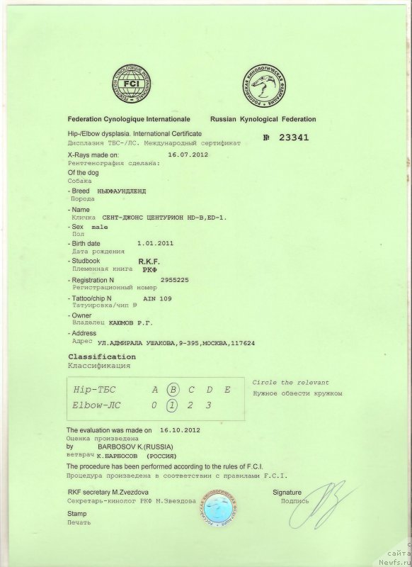 Фото: ньюфаундленд Сент Джонс Центурион (Sent Djons Centurion)